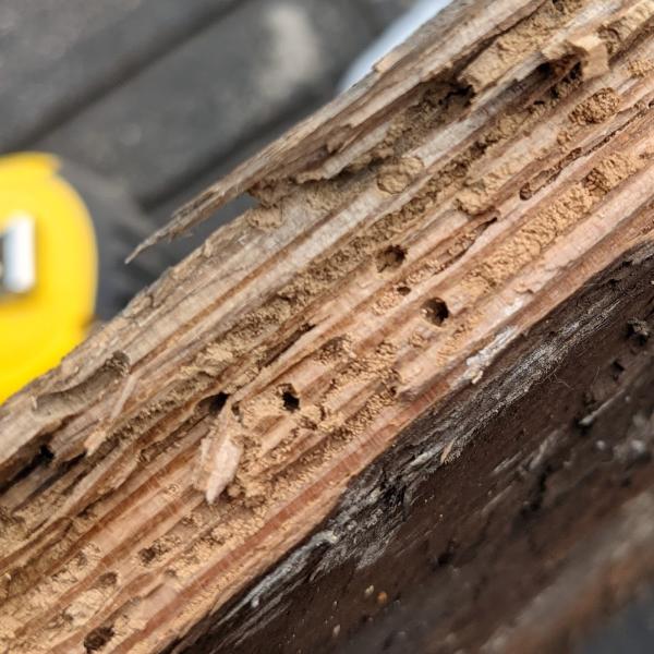Paratex Pest Prevention