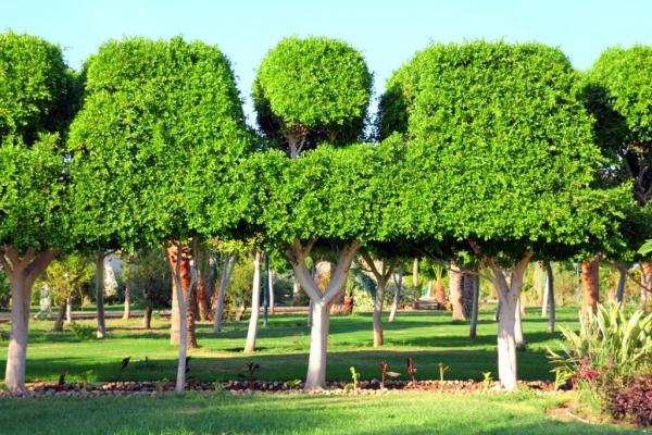 Central Wisconsin Tree Service