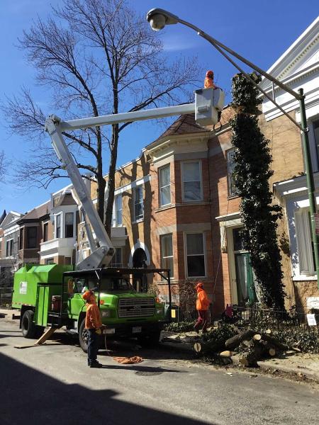 Phenomenal Tree Service