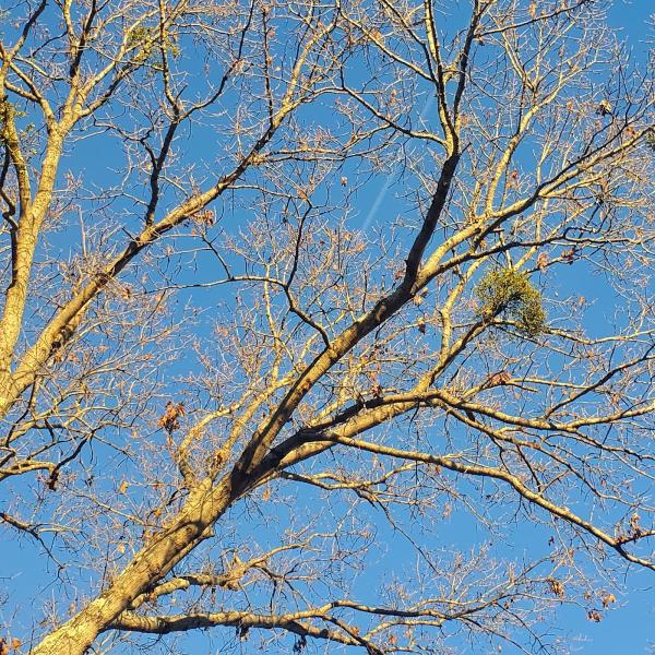 Jbeez Outdoor Experts LLC