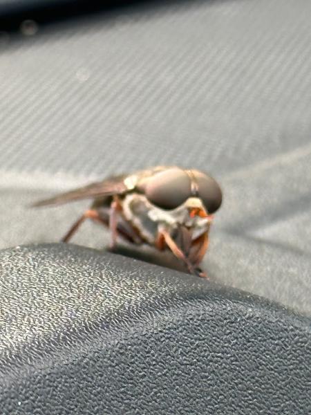 Wake Pest