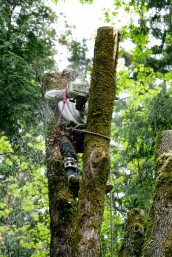 Brad's Tree & Stump Removal Service