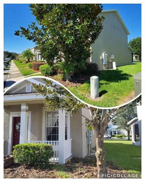 Wesley Chapel Tree Service