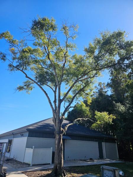 Wesley Chapel Tree Service