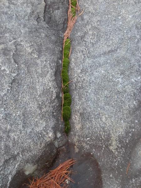 Rock Solid Termite & Pest Control