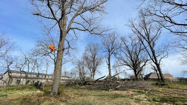 NWA Tree Service