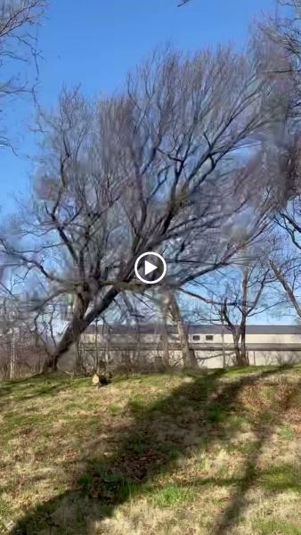 NWA Tree Service