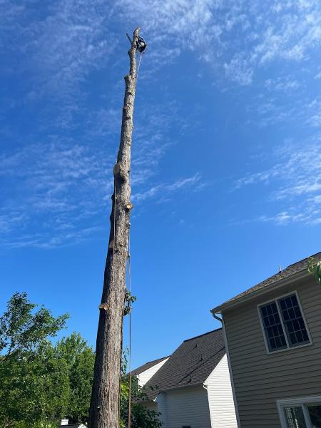 Almeida's Tree Services