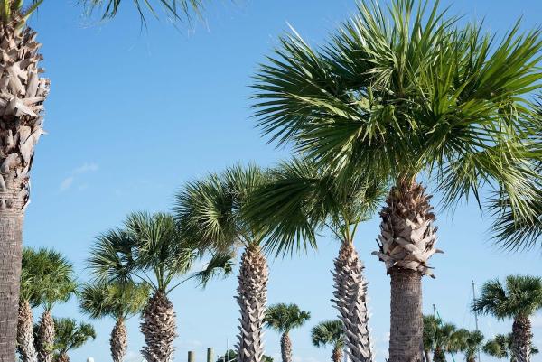 Del's Landscape & Tree Service