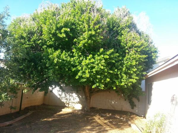 Living Tree Service