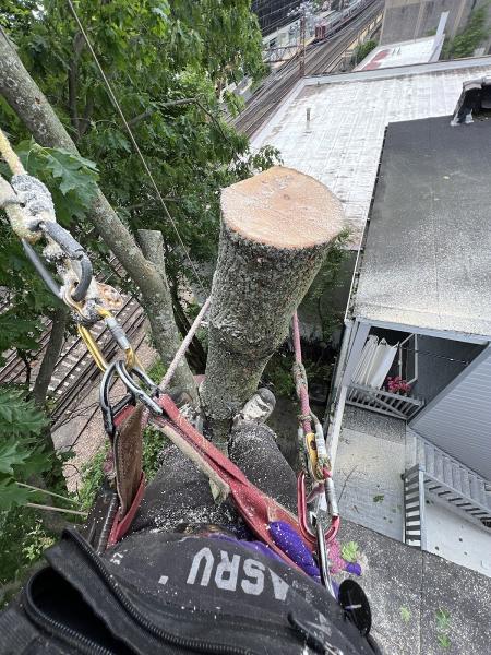 Superior Arbor Care