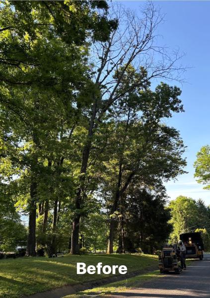 Double A Tree Service