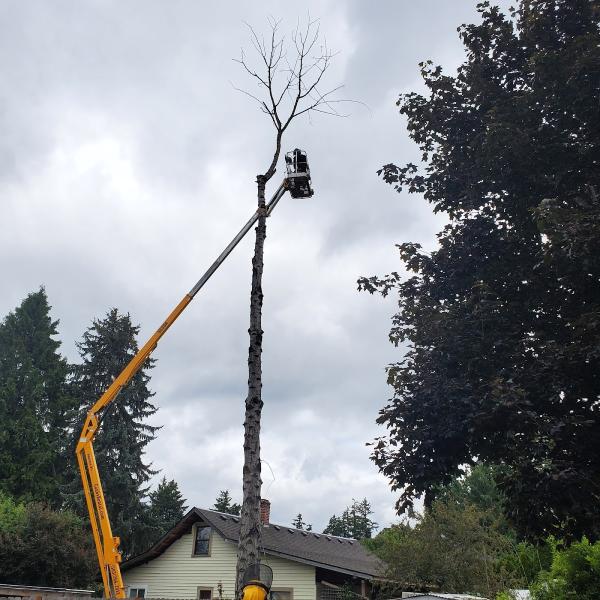 503 Tree Service LLC