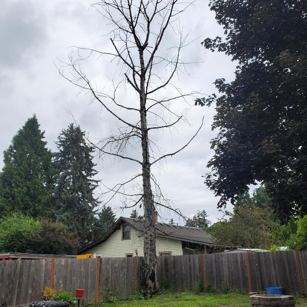503 Tree Service LLC