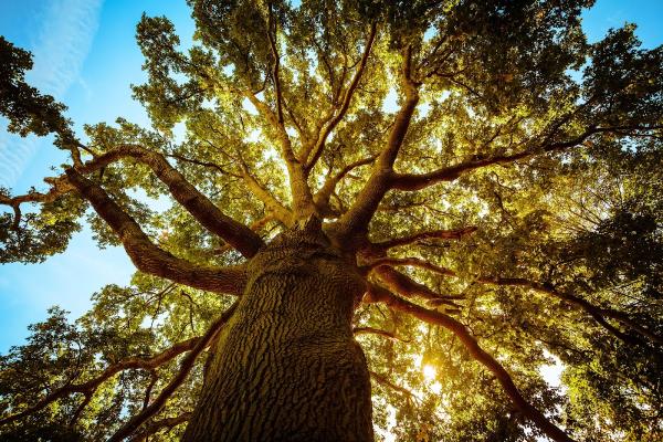A Better Tree Service