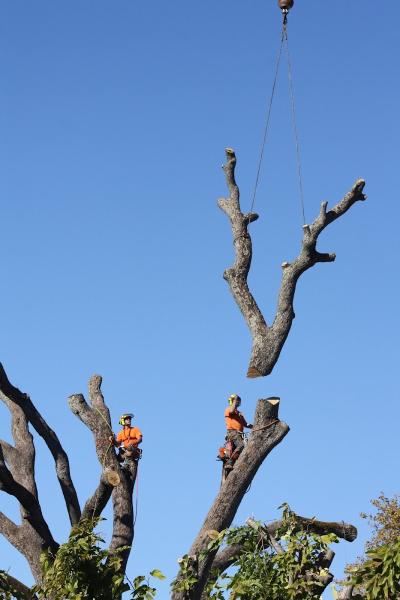 A Better Tree Service
