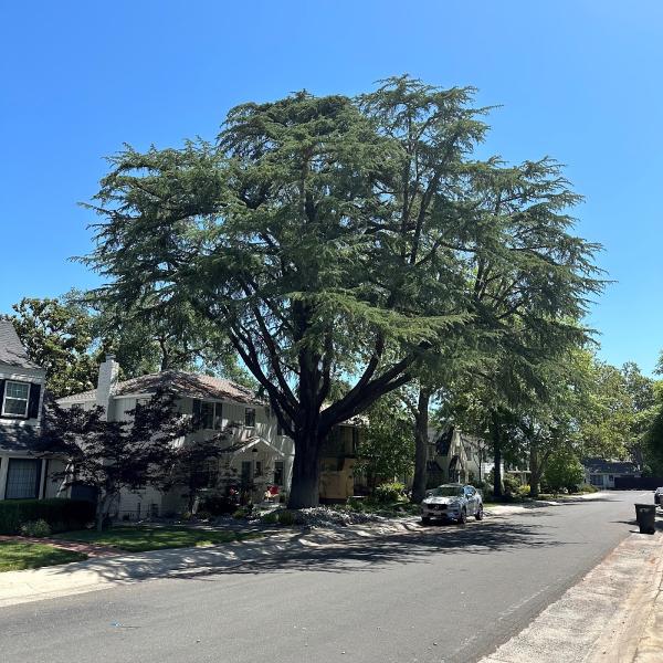 A Better Tree Service