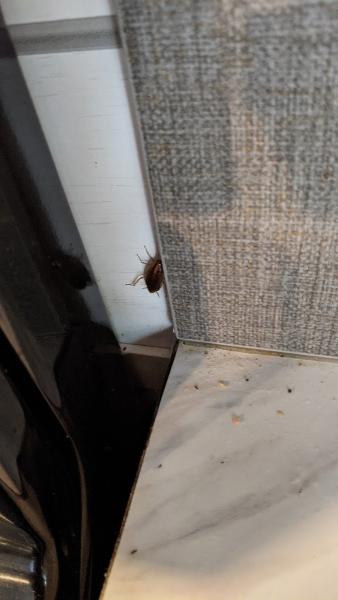 All American Pest Control LLC