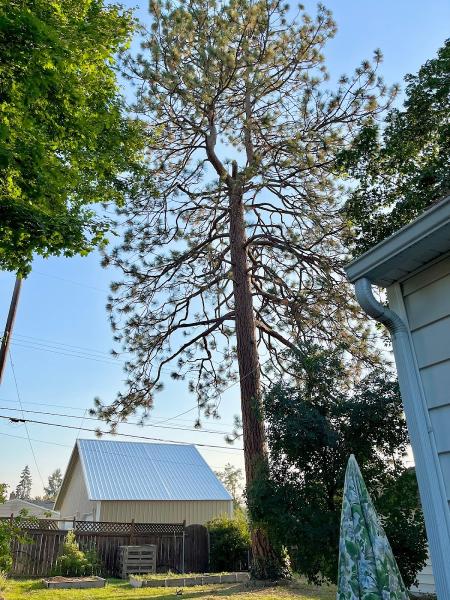 Spirit Pruners