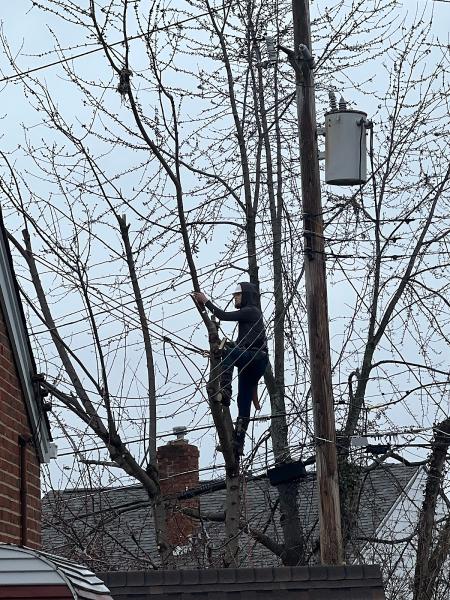 Against the Grain Tree Service