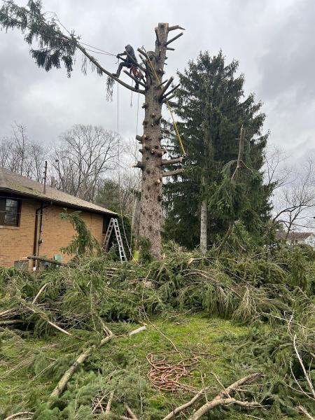 Against the Grain Tree Service