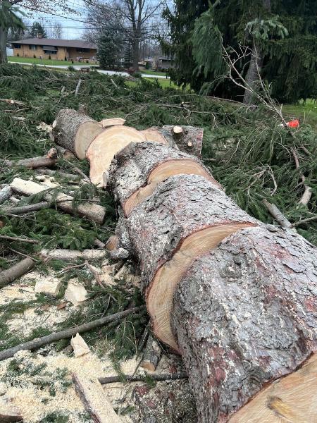 Against the Grain Tree Service