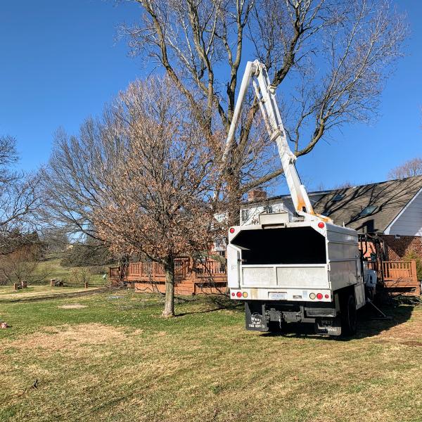 Canopy Tree Service