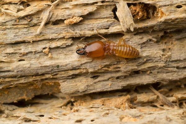 Ed Lavery & Sons Pest Control LLC