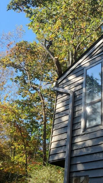 All In Tree Service