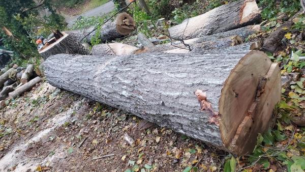 All In Tree Service