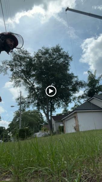 Against the Grain Tree Care