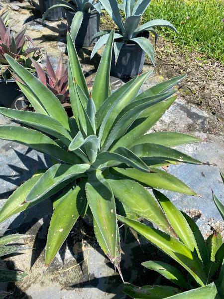 Lidonni Nursery & Landscape