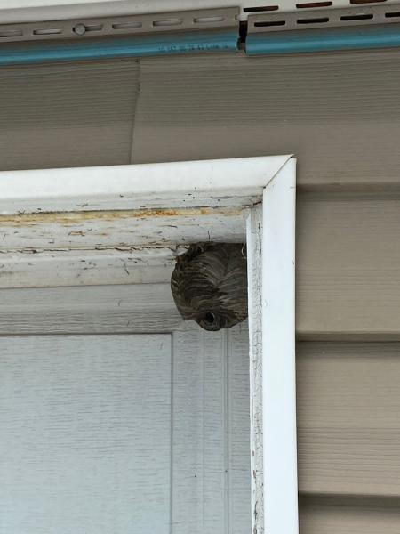 Chicago Pests