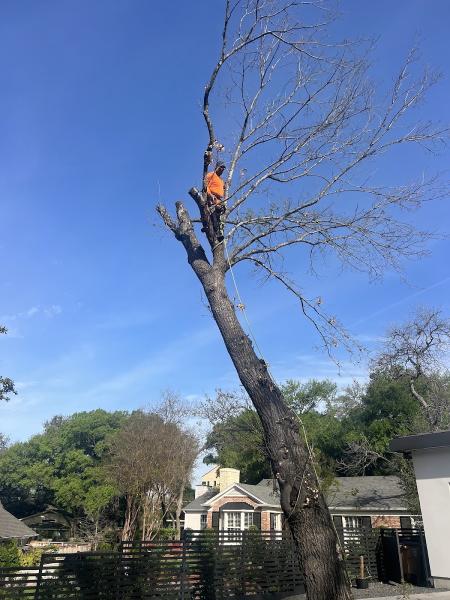 Rosas Tree Services