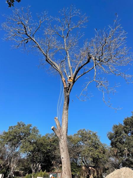 Rosas Tree Services