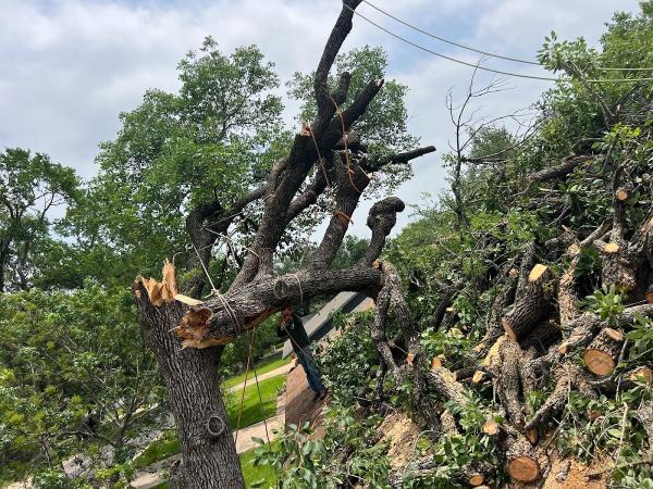 Rosas Tree Services