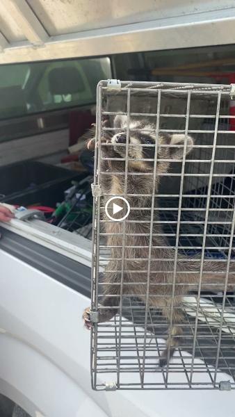 Coverall Pests