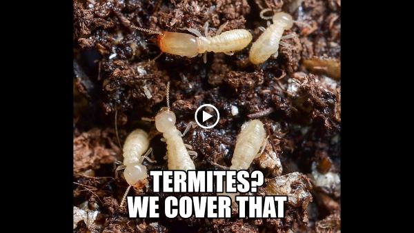 Coverall Pests