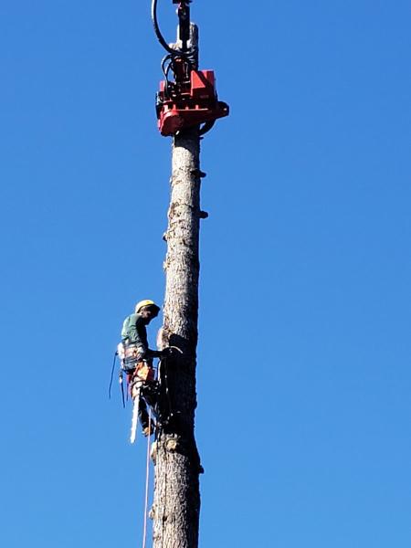 Evergreen Tree Services