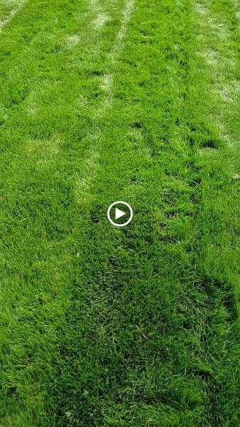 Making Solid Ground Lawn Care Inc
