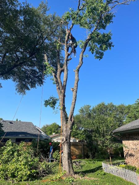 Robert's Tree Service