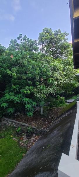 Treescape Hawaii