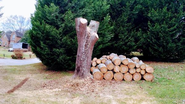 Flores Tree Service Knoxville