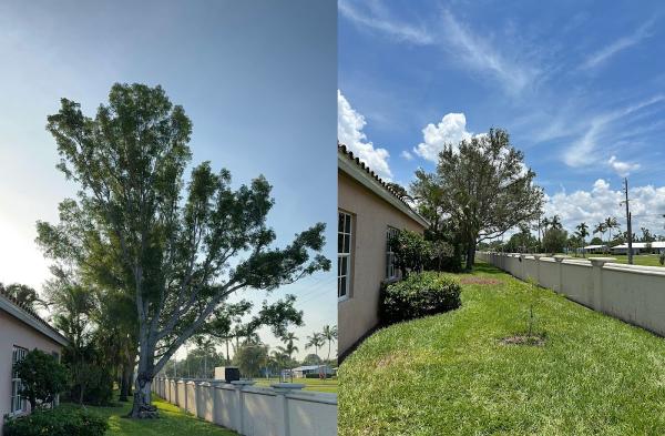 City Tree Care LLC