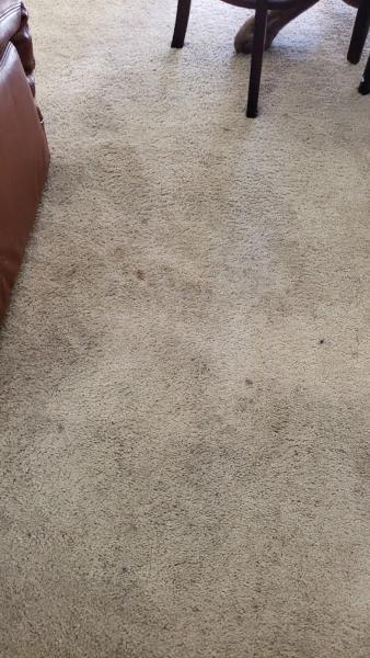 Bristol Carpets & Rugs Cleaner
