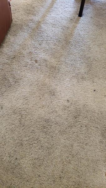 Bristol Carpets & Rugs Cleaner