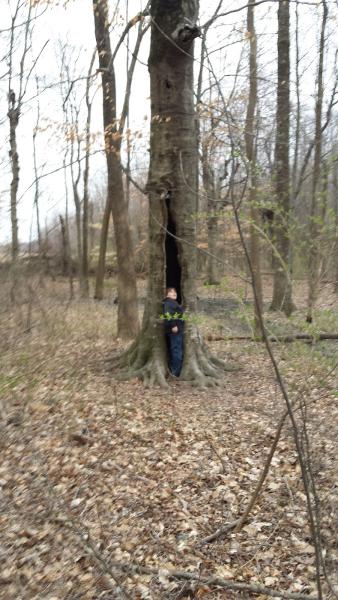 Gott Tree Service