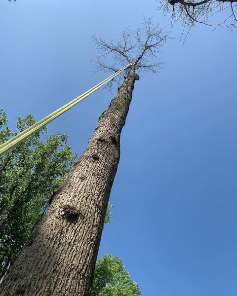 Ronito's Tree Service Llc