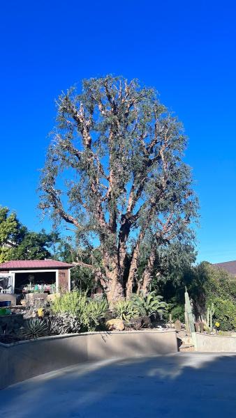 Reliable Tree Service