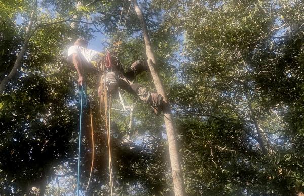 Klimb Pro Expert Tree Care